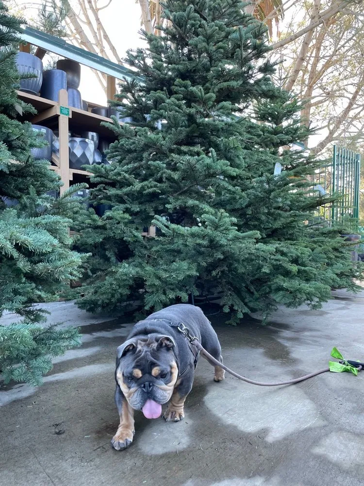 Affordable landscape installation for outdoor upgrades across Newport Beach, CA - Armstrong Garden Centers