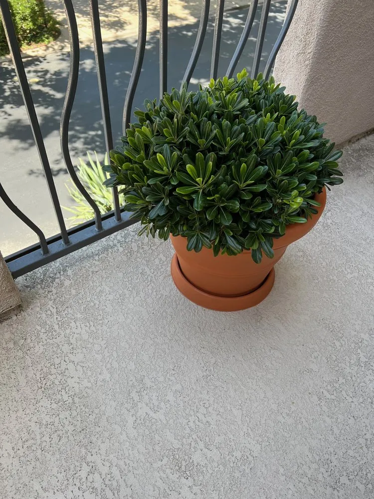 Professional lawn care service in Newport Beach, CA - Armstrong Garden Centers