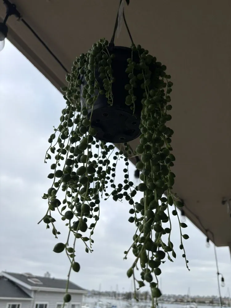 Affordable garden landscaping experts serving Newport Beach, CA - Armstrong Garden Centers