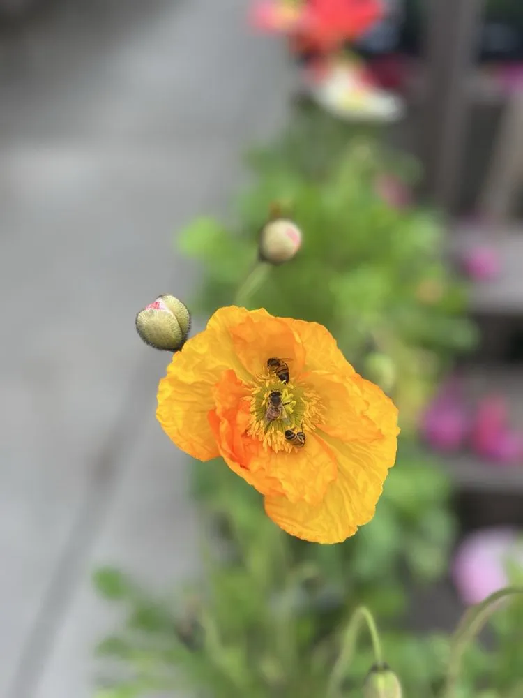 Expert garden landscaping for homes in Pasadena, CA by Armstrong Garden Centers