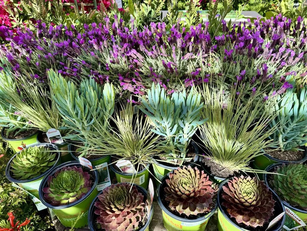 Reliable landscape design for outdoor upgrades in Pasadena, CA by Armstrong Garden Centers