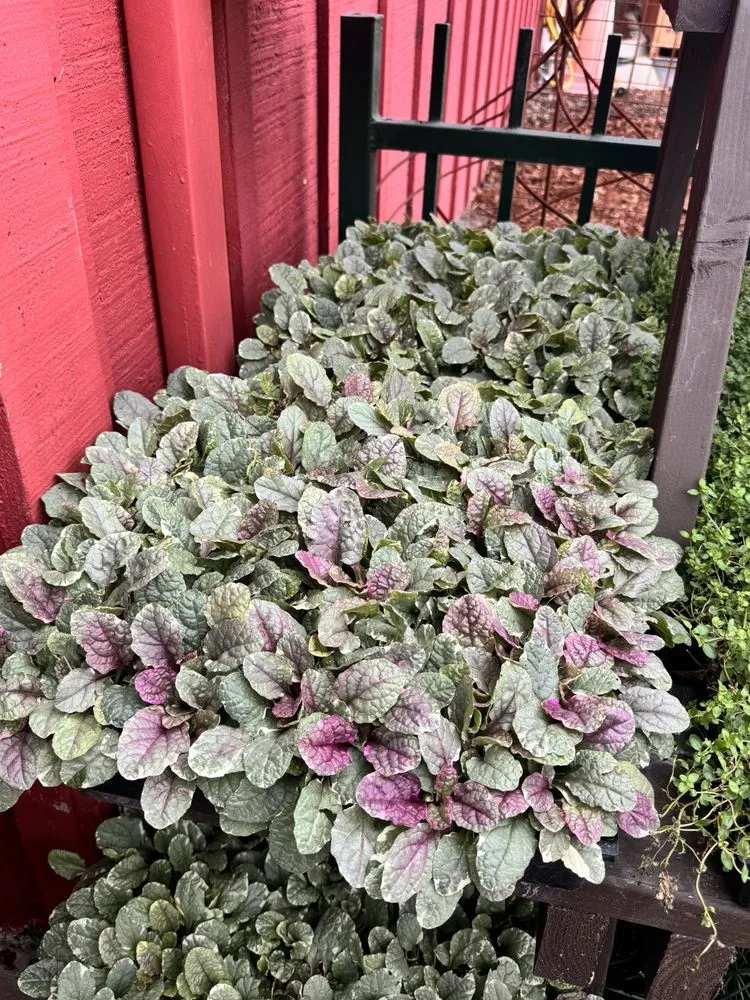 Local yard maintenance experts serving Pasadena, CA - Armstrong Garden Centers