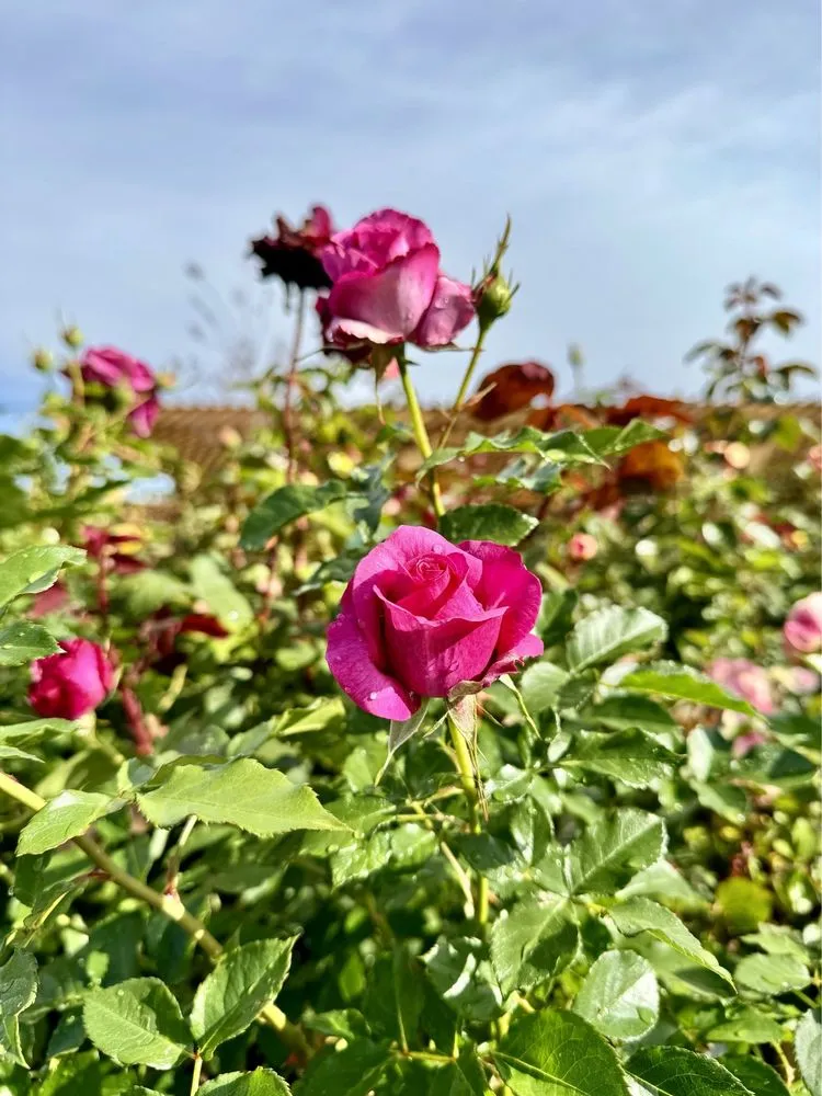 Trusted outdoor landscaping experts serving Pasadena, CA - Armstrong Garden Centers