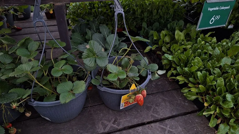 Professional residential landscaping for beautiful yards across Pasadena, CA - Armstrong Garden Centers