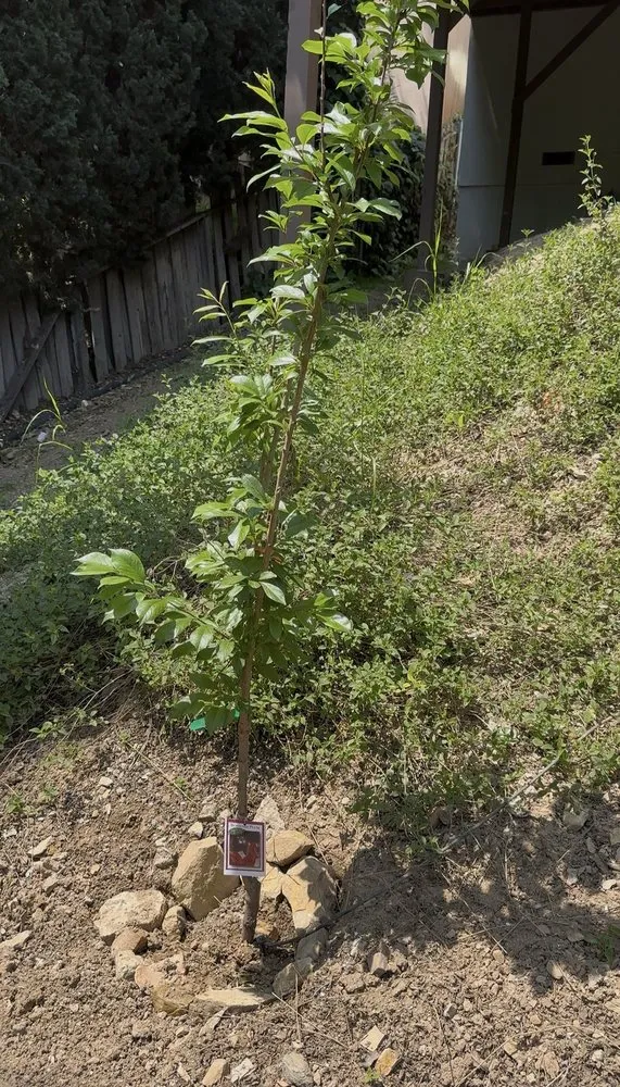 Expert garden landscaping for outdoor upgrades in Pasadena, CA by Armstrong Garden Centers