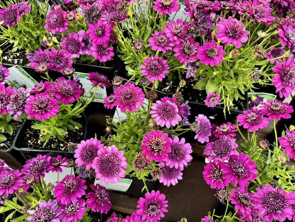 Local lawn care service experts serving Pasadena, CA - Armstrong Garden Centers