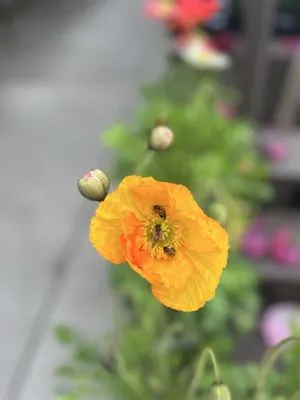 Armstrong Garden Centers Logo