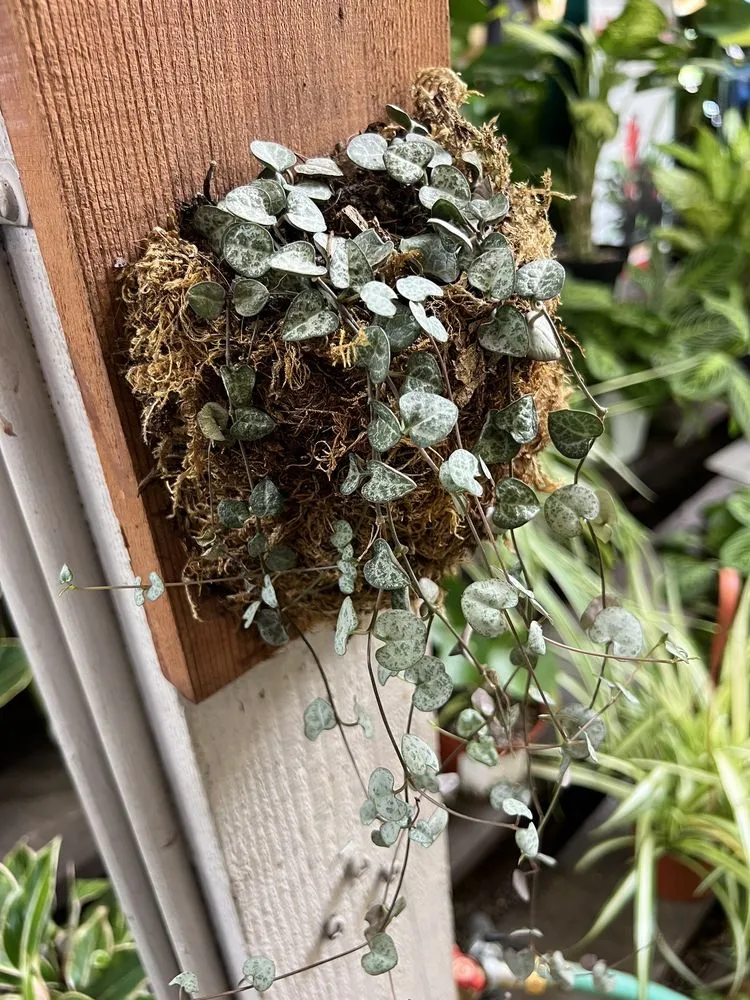 Professional landscape installation in San Diego, CA by Armstrong Garden Centers