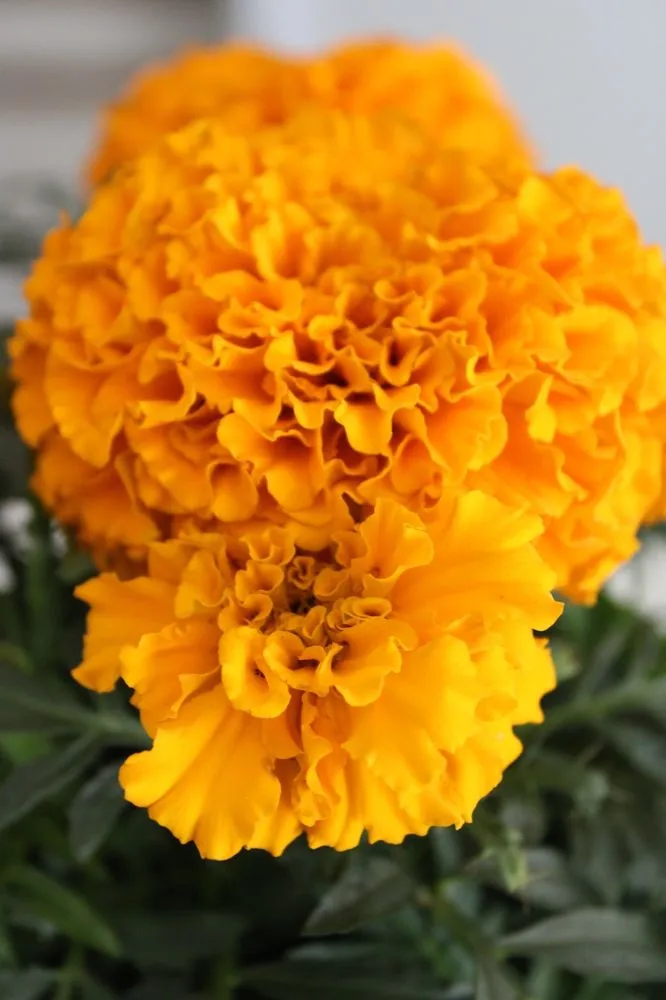 Top-rated garden landscaping in San Diego, CA by Armstrong Garden Centers