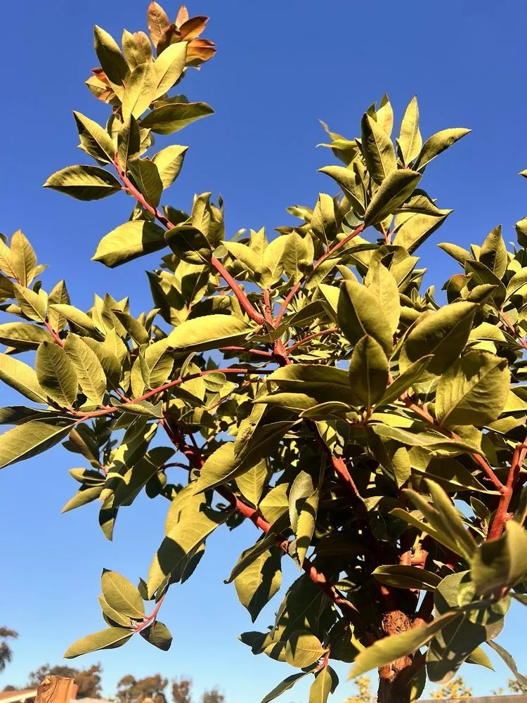 Local landscaping services with custom design across San Diego, CA - Armstrong Garden Centers