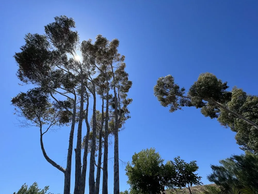 Trusted lawn care service near you in San Diego, CA by Armstrong Garden Centers