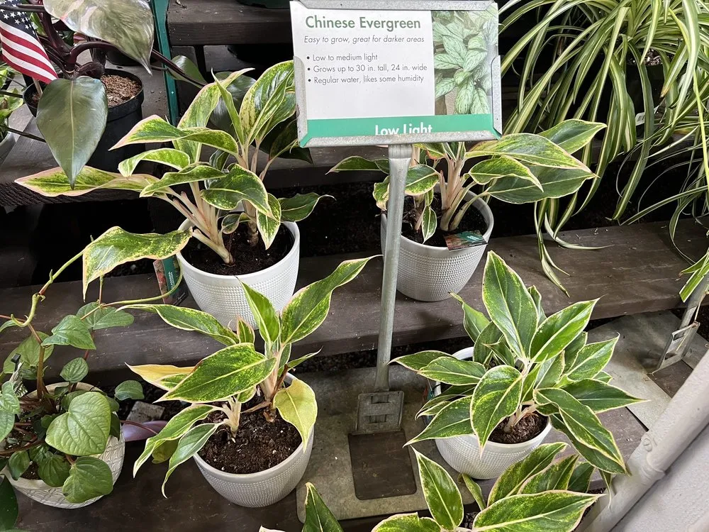 Professional lawn mowing service for beautiful yards across San Diego, CA - Armstrong Garden Centers