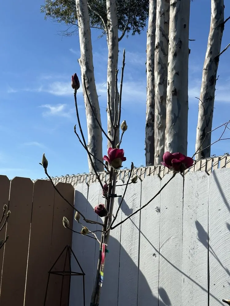 Expert lawn care service in San Diego, CA by Armstrong Garden Centers