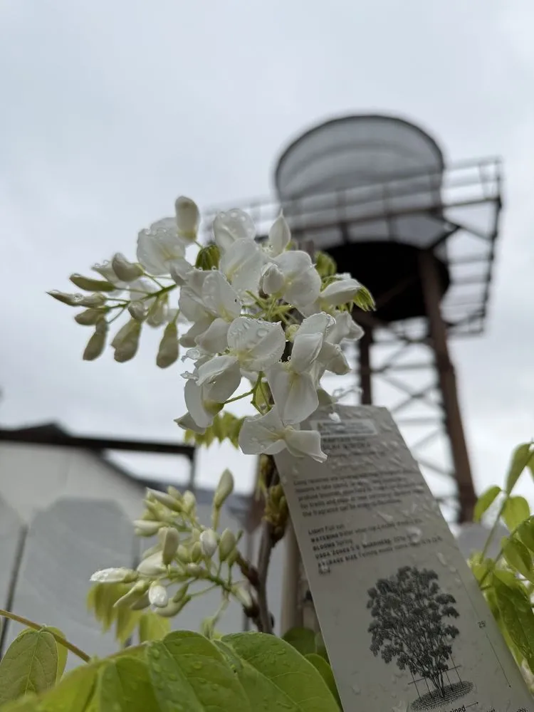 Trusted landscaping services for outdoor upgrades across San Juan Capistrano, CA - Armstrong Garden Centers