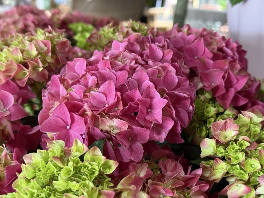 Professional lawn mowing service experts serving San Juan Capistrano, CA - Armstrong Garden Centers