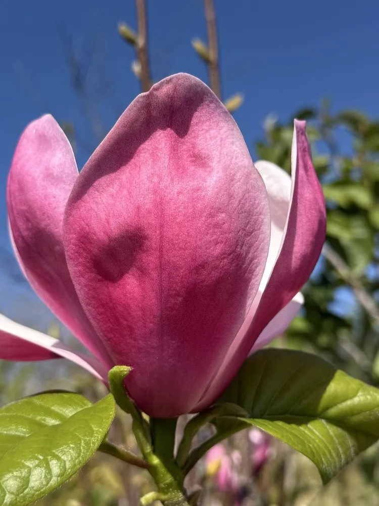 Local lawn care service in San Juan Capistrano, CA by Armstrong Garden Centers