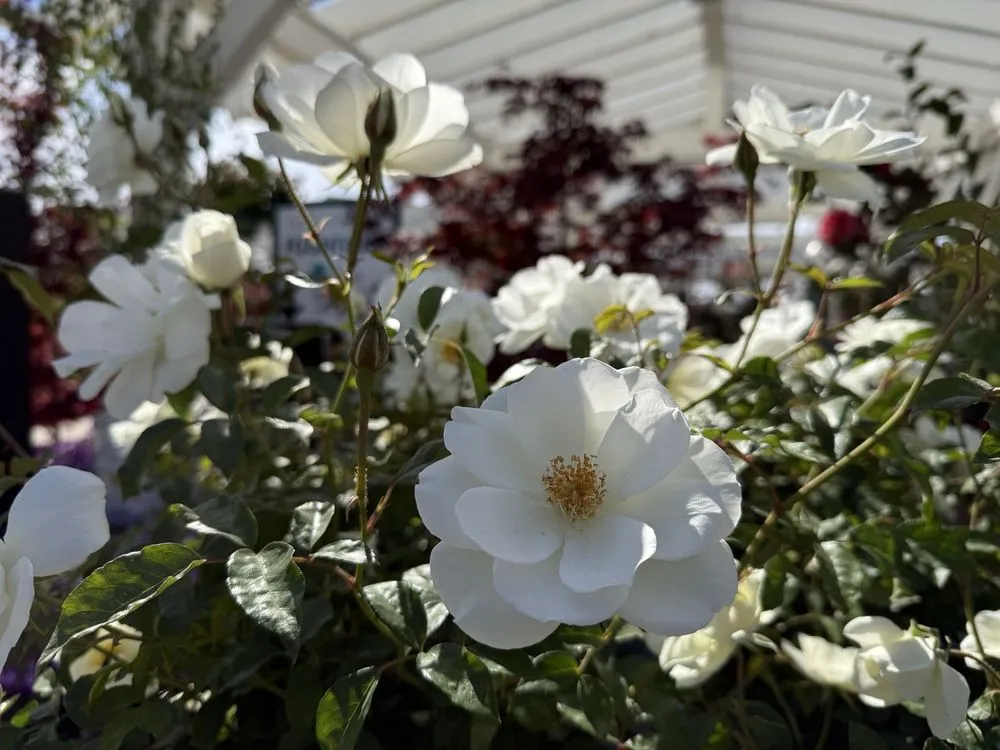 Local yard maintenance near you in San Juan Capistrano, CA by Armstrong Garden Centers