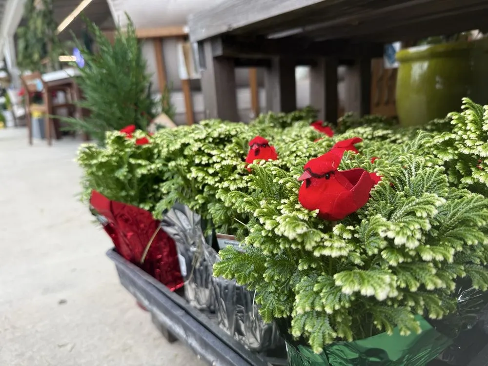 Reliable landscape design experts serving San Juan Capistrano, CA - Armstrong Garden Centers