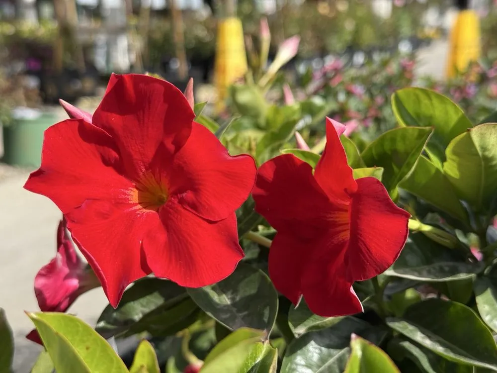 Trusted yard maintenance for year-round maintenance across San Juan Capistrano, CA - Armstrong Garden Centers