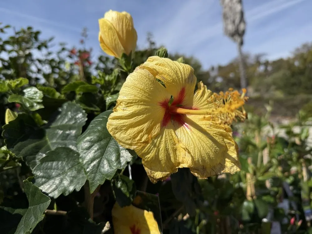 Expert residential landscaping in San Juan Capistrano, CA by Armstrong Garden Centers