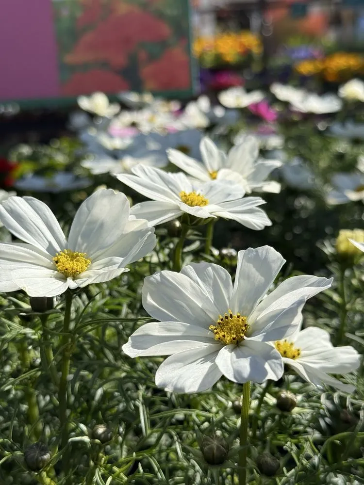 Local lawn mowing service near you across San Juan Capistrano, CA - Armstrong Garden Centers