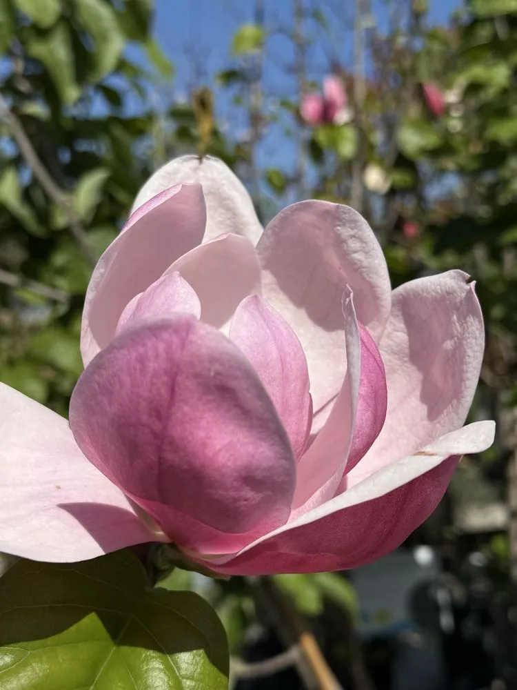 Professional outdoor landscaping for residential properties across San Juan Capistrano, CA - Armstrong Garden Centers