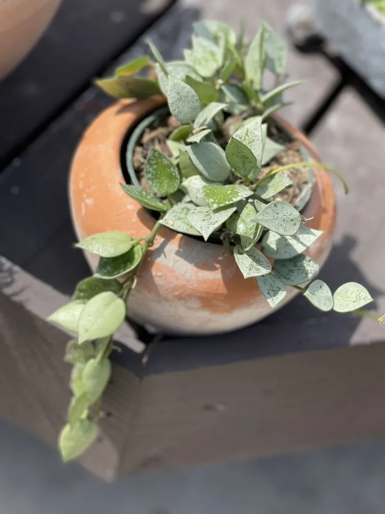 Local lawn mowing service for residential properties in San Juan Capistrano, CA by Armstrong Garden Centers