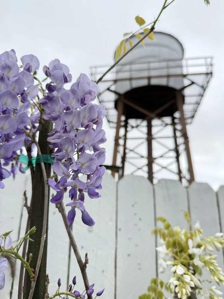 Affordable garden landscaping experts serving San Juan Capistrano, CA - Armstrong Garden Centers