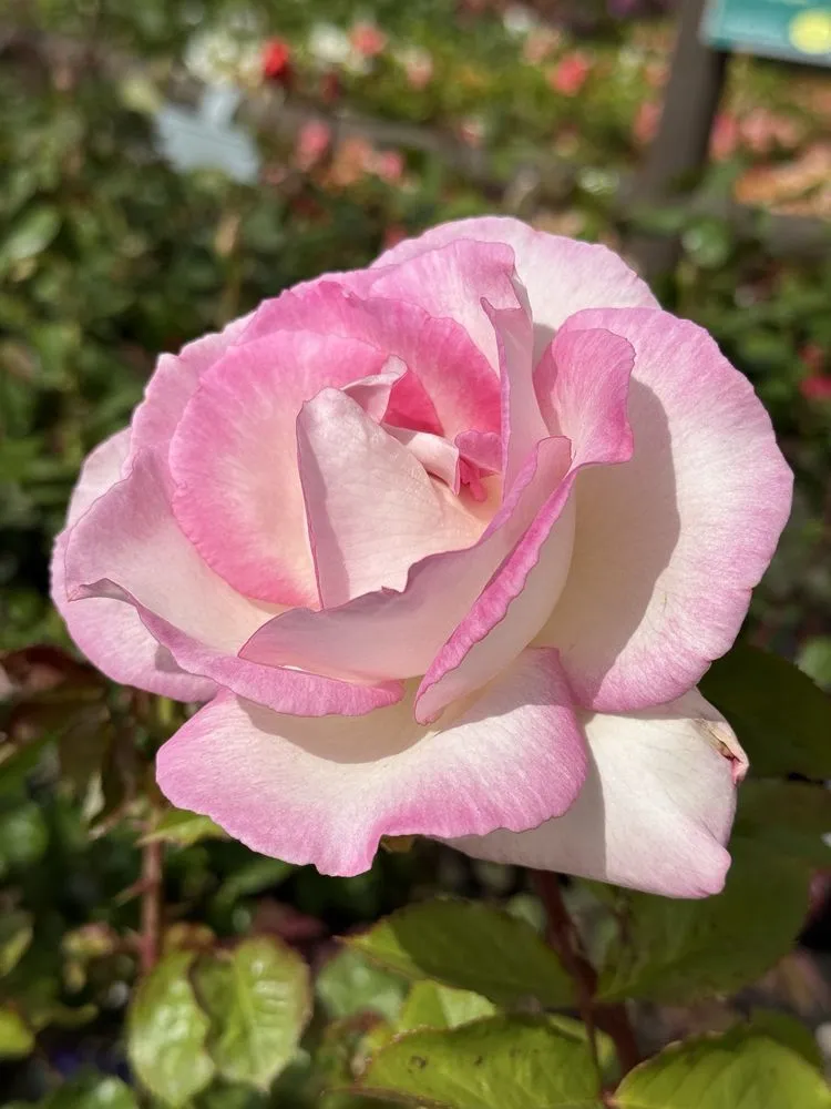 Custom landscape installation for outdoor upgrades in San Juan Capistrano, CA by Armstrong Garden Centers