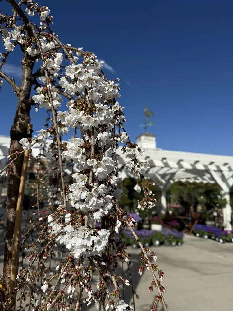 Expert landscape installation in San Juan Capistrano, CA - Armstrong Garden Centers