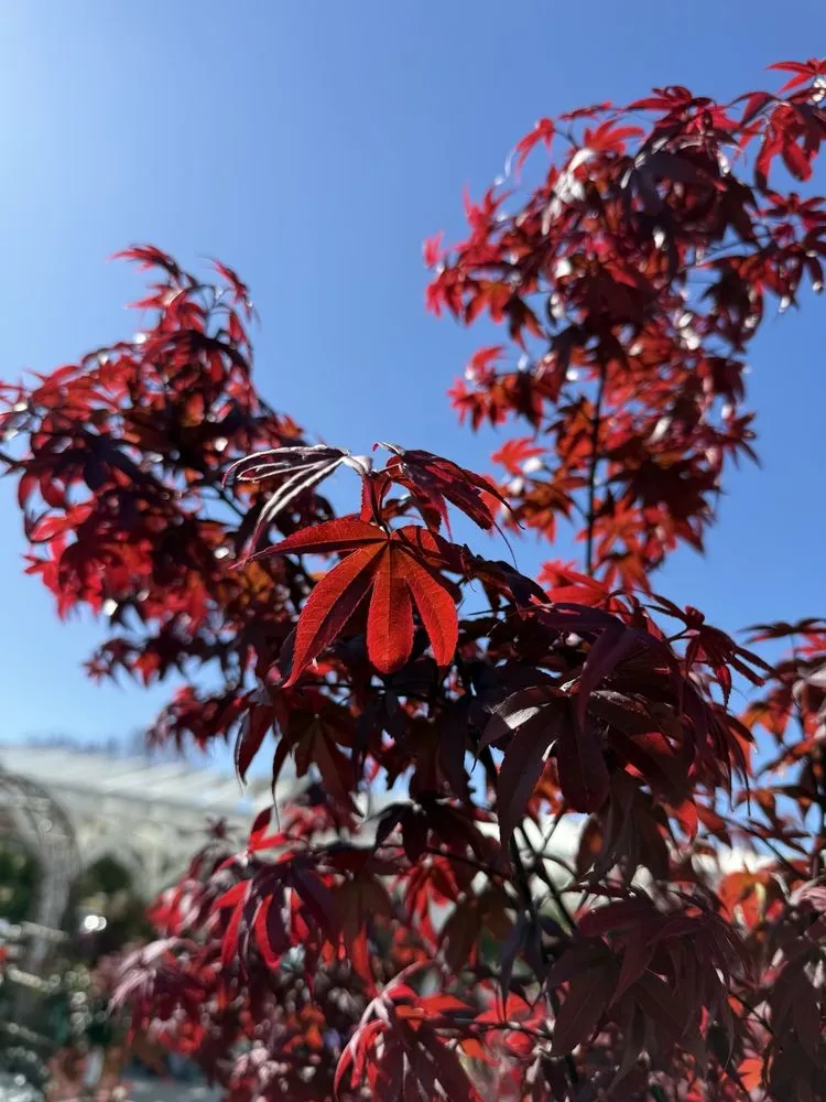 Top-rated landscape design experts serving San Juan Capistrano, CA - Armstrong Garden Centers