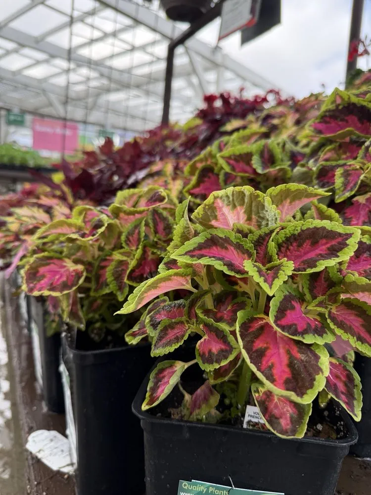 Custom lawn care service for beautiful yards across San Juan Capistrano, CA - Armstrong Garden Centers