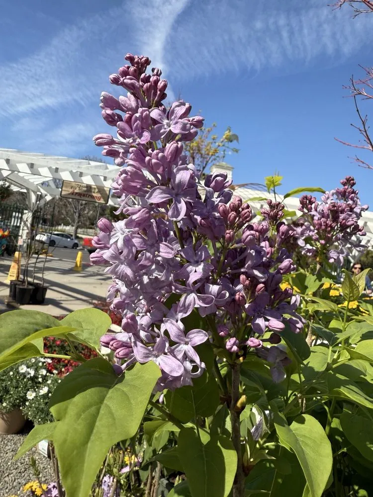 Top-rated outdoor landscaping near you in San Juan Capistrano, CA by Armstrong Garden Centers