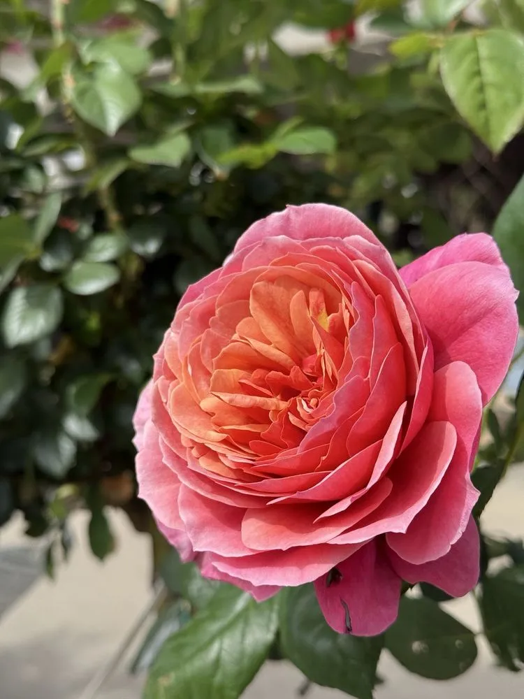 Custom outdoor landscaping with custom design across San Juan Capistrano, CA - Armstrong Garden Centers