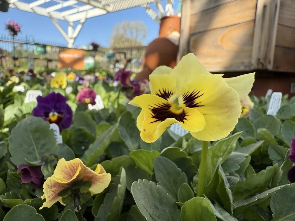 Local landscape installation in San Juan Capistrano, CA - Armstrong Garden Centers