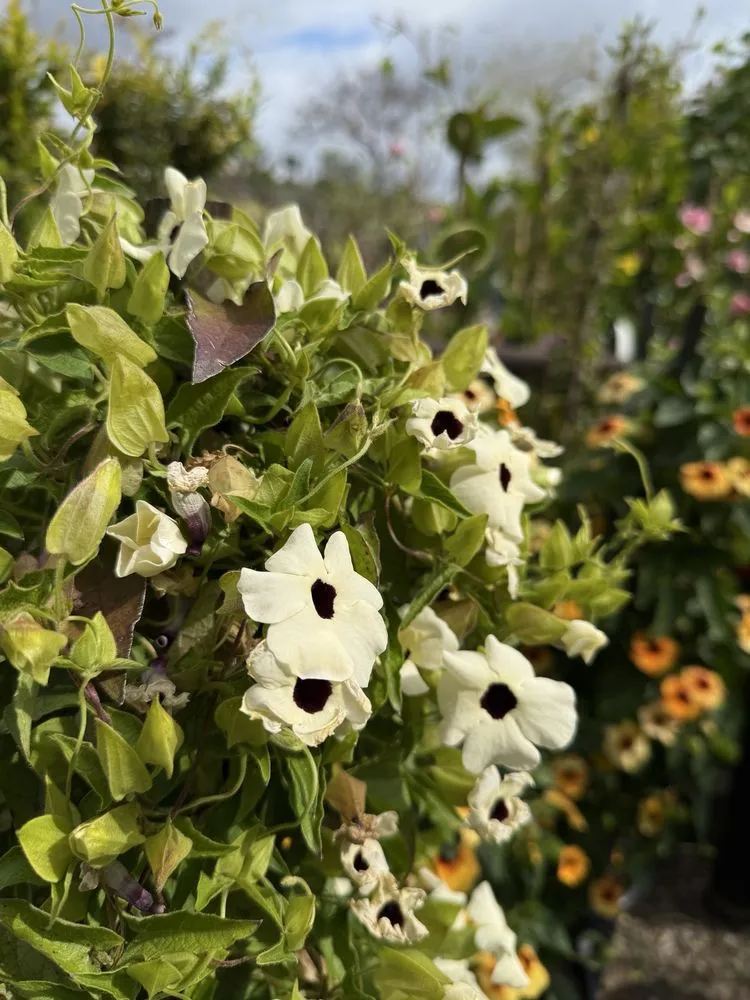 Affordable landscaping services in San Juan Capistrano, CA - Armstrong Garden Centers