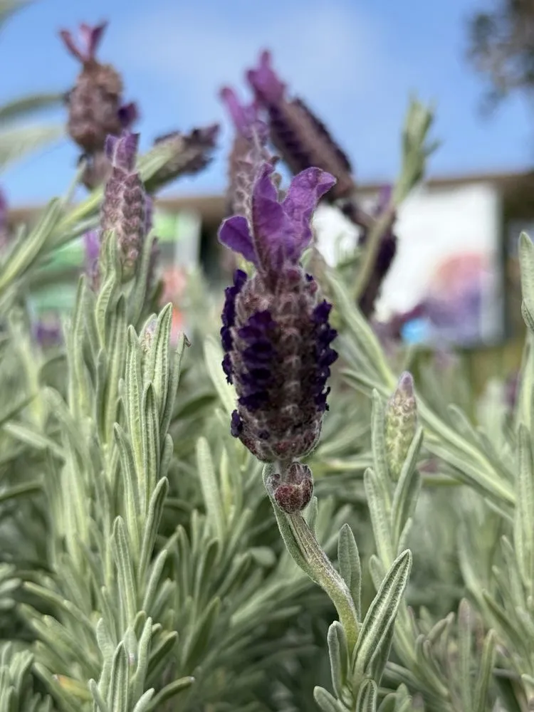 Local outdoor landscaping in San Juan Capistrano, CA - Armstrong Garden Centers