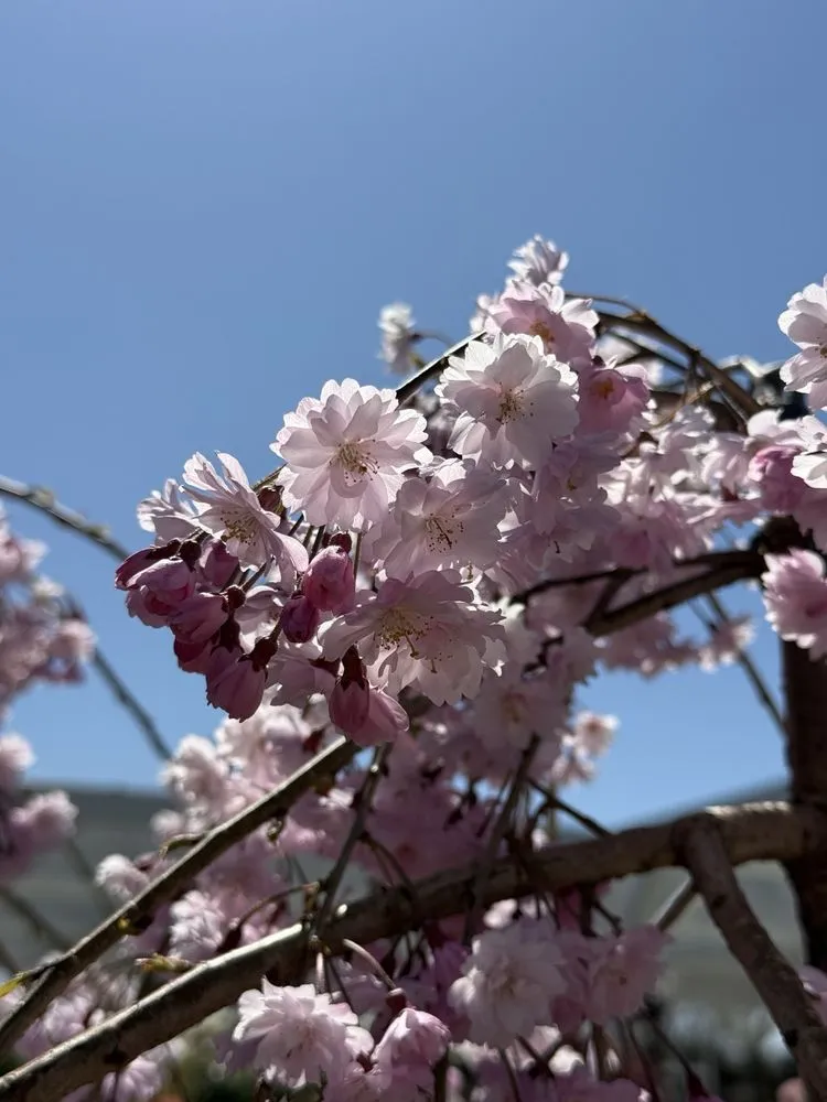 Professional landscape installation with custom design in San Juan Capistrano, CA by Armstrong Garden Centers