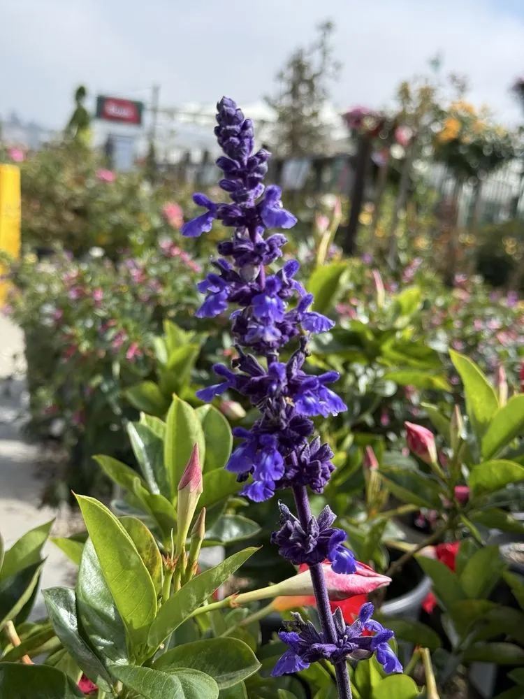 Expert lawn care service with custom design in San Juan Capistrano, CA by Armstrong Garden Centers