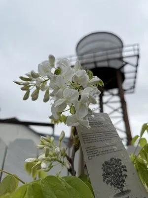 Armstrong Garden Centers Logo