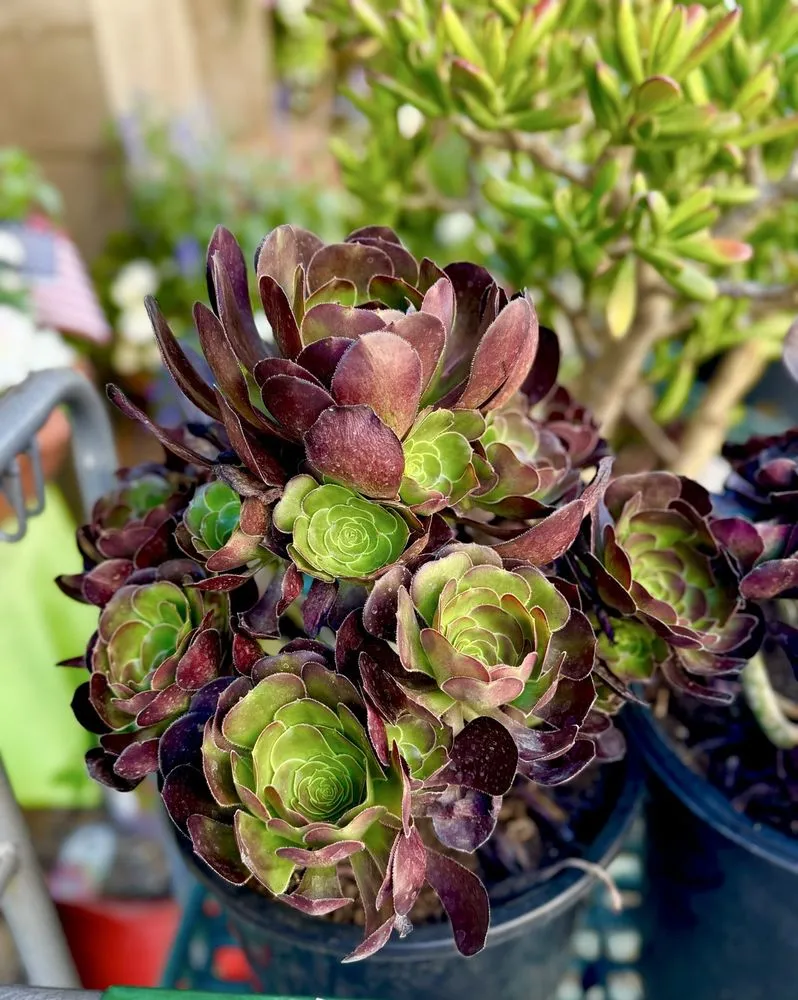 Top-rated lawn mowing service for year-round maintenance in Santa Monica, CA by Armstrong Garden Centers