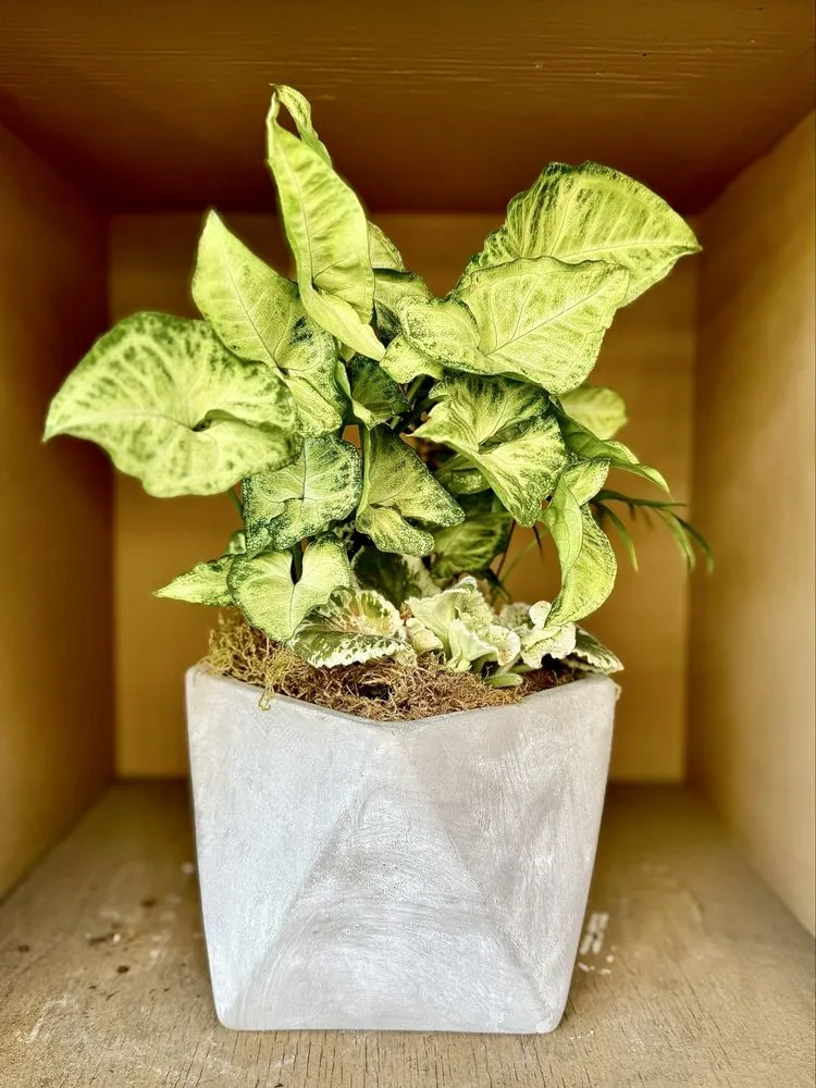 Trusted landscaping services for year-round maintenance across Santa Monica, CA - Armstrong Garden Centers