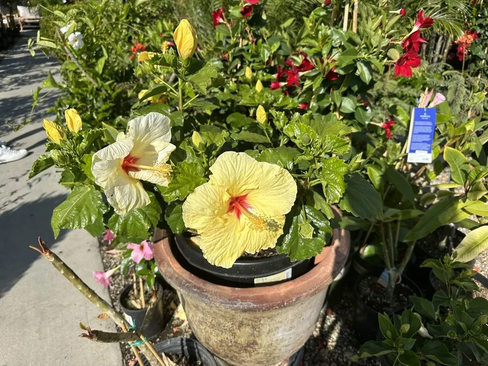 Professional garden landscaping in Santa Monica, CA by Armstrong Garden Centers