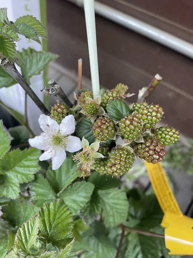 Custom outdoor landscaping with custom design across Santa Monica, CA - Armstrong Garden Centers