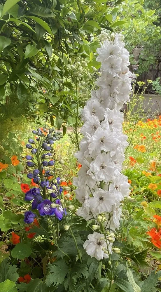 Local yard maintenance near you in Santa Monica, CA by Armstrong Garden Centers