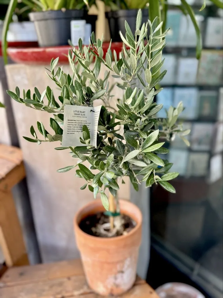 Professional landscaping services experts serving Santa Monica, CA - Armstrong Garden Centers