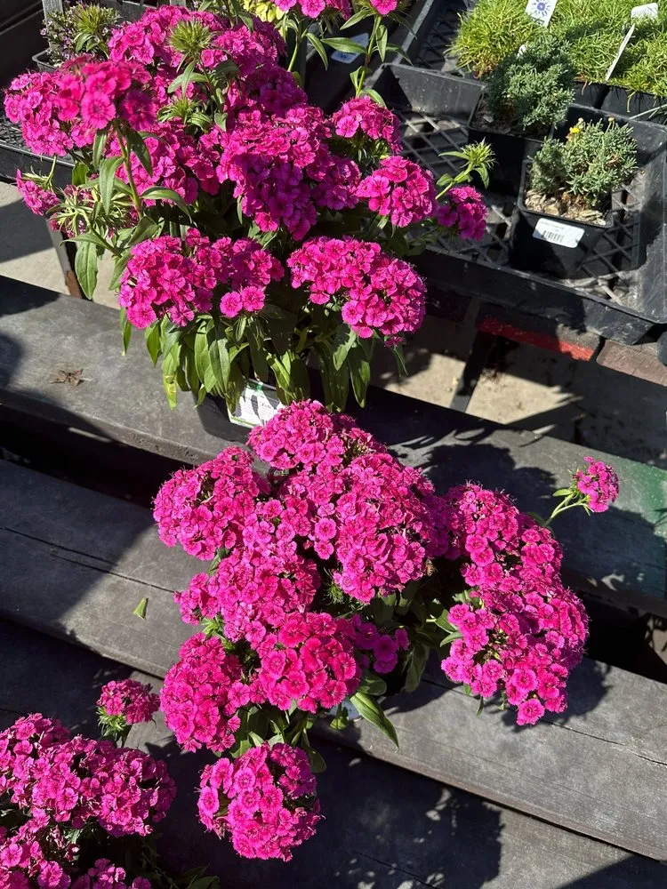 Expert yard cleanup service near you in Santa Monica, CA by Armstrong Garden Centers