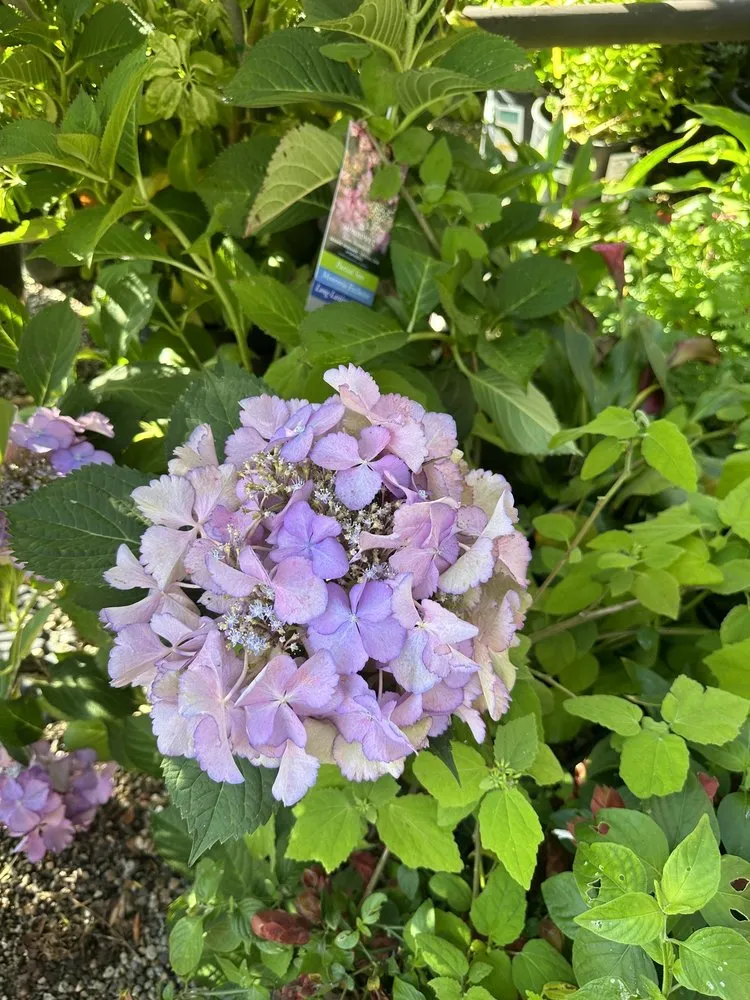 Reliable outdoor landscaping in Santa Monica, CA by Armstrong Garden Centers