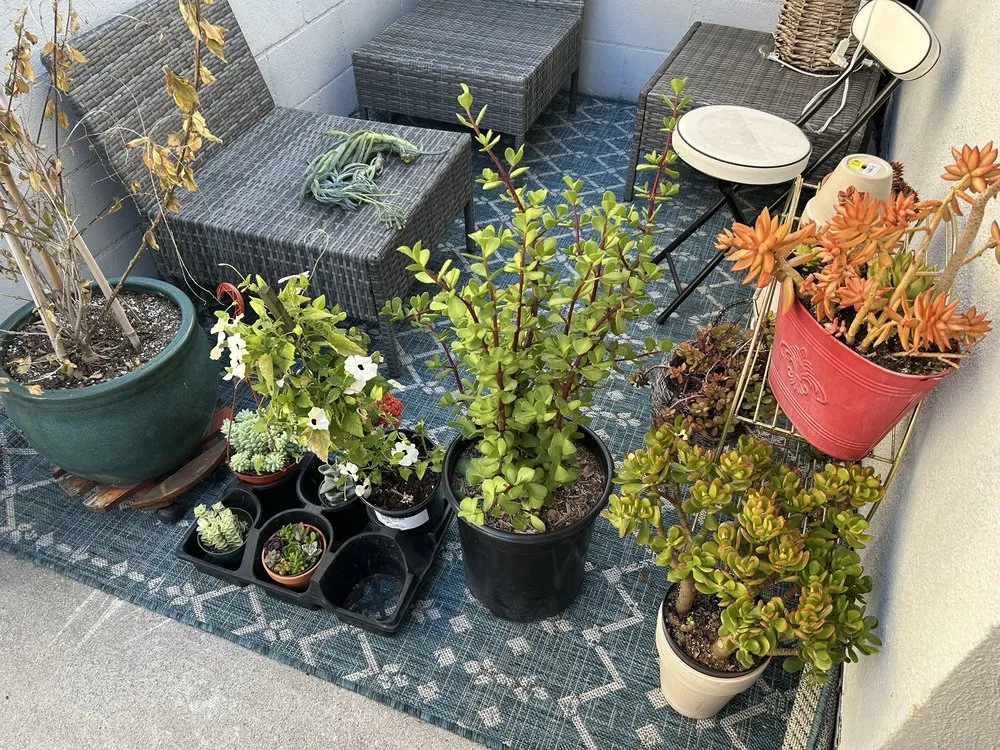 Trusted yard maintenance for year-round maintenance across Santa Monica, CA - Armstrong Garden Centers