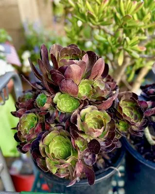 Armstrong Garden Centers